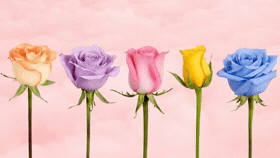 Pick a Rose and We'll Uncover Your Soulmate's Initial